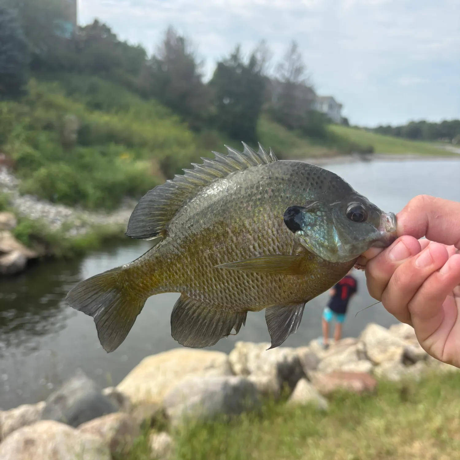 Bluegill caught on Fishbrain