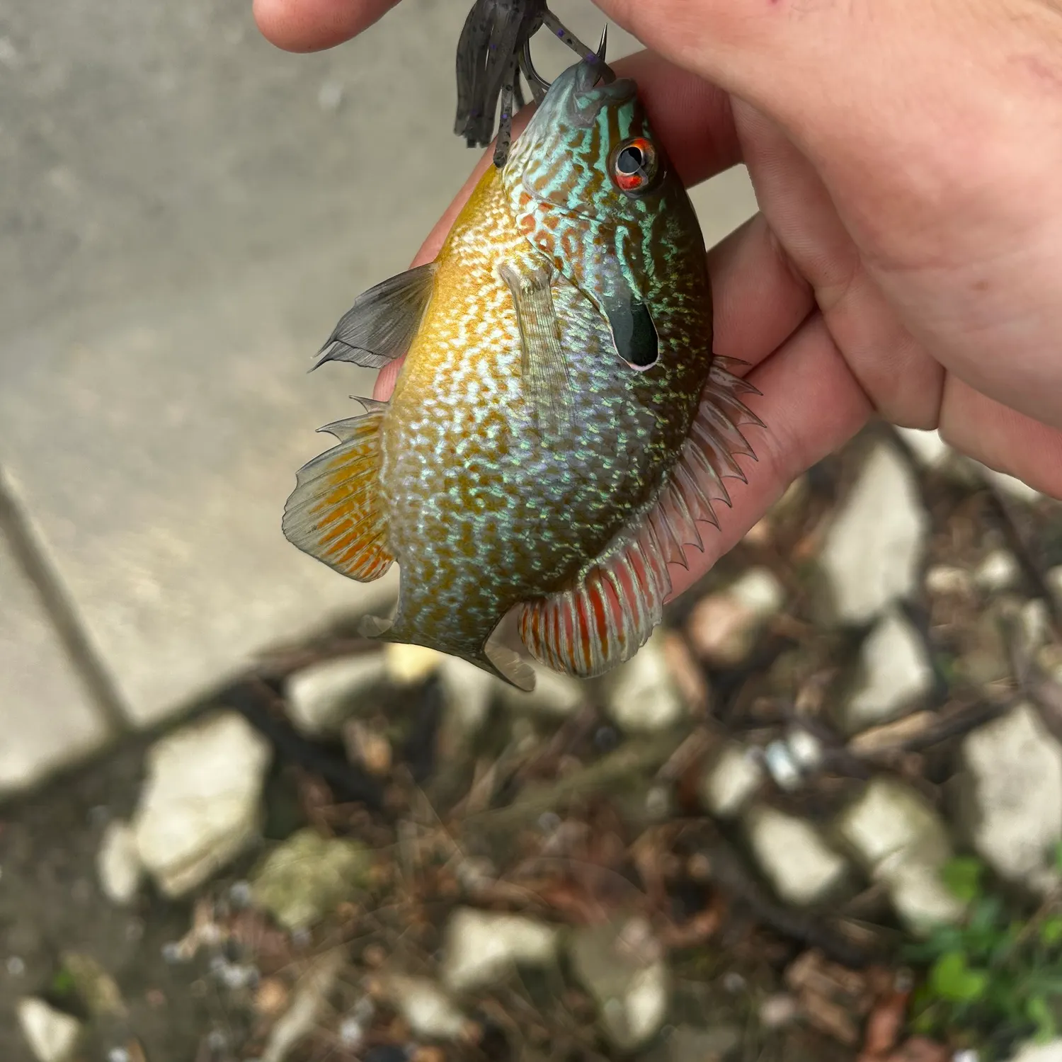 catch