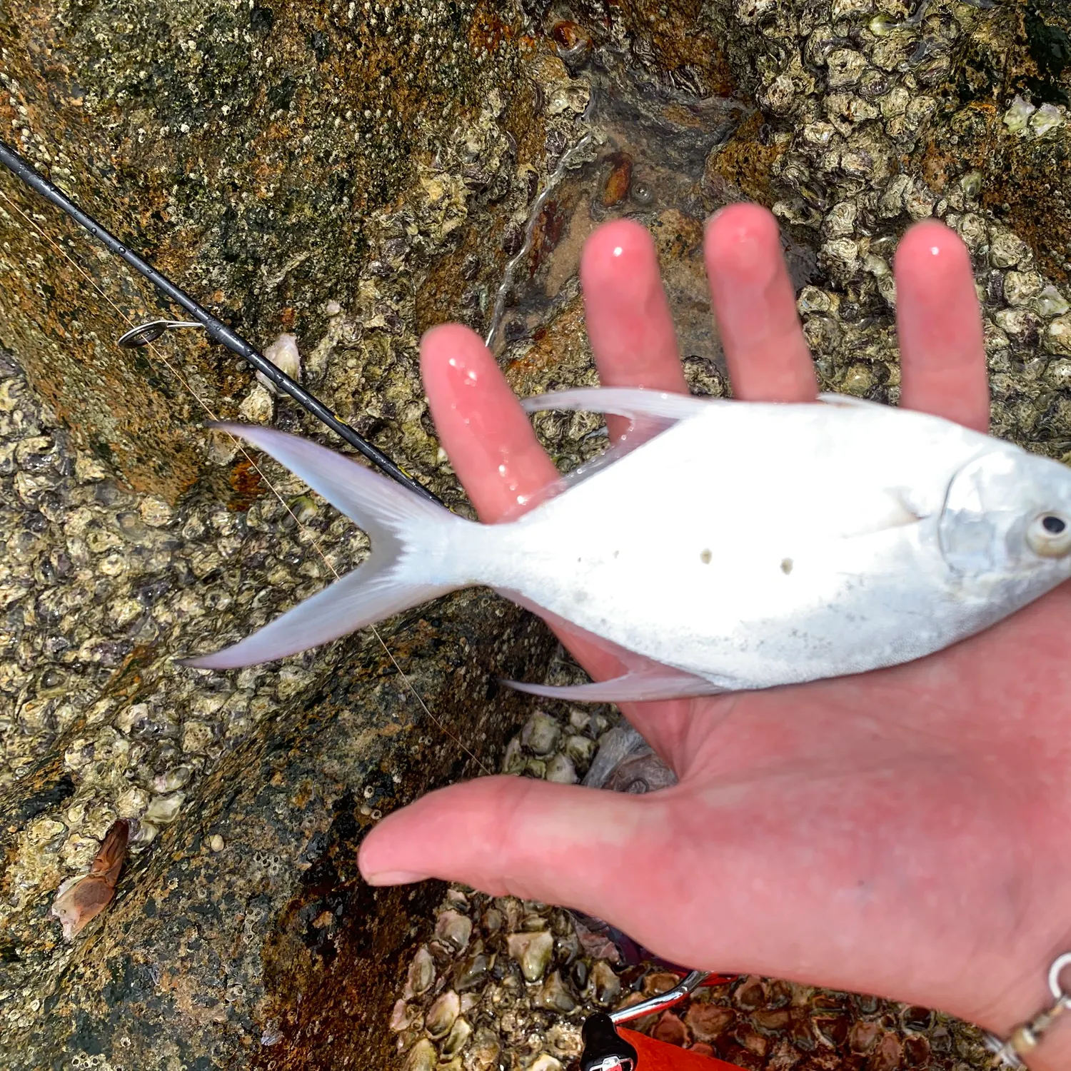 The most recent Smallspotted dart catches on Fishbrain