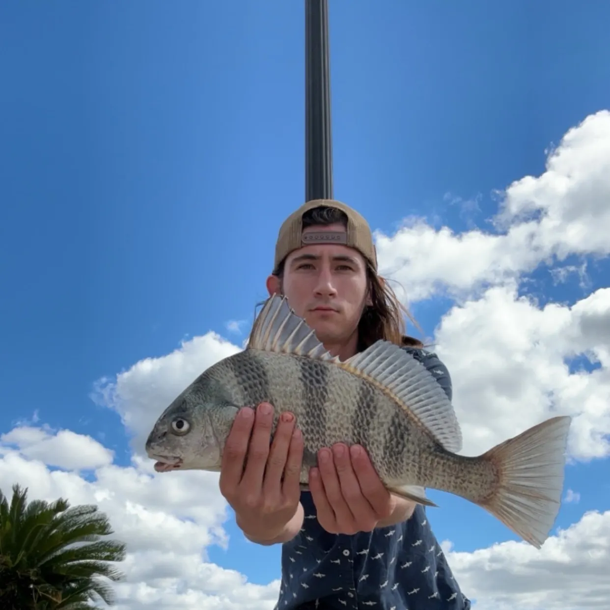 Black drum caught on Fishbrain