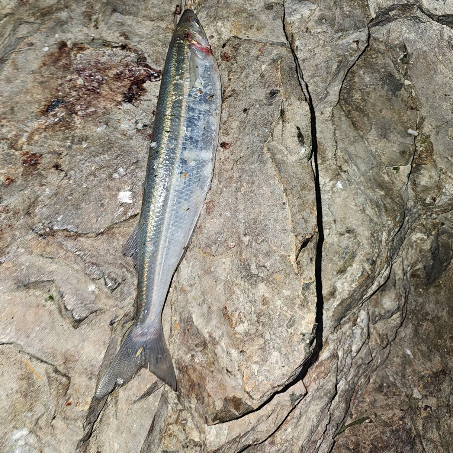 The most recent Jack silverside catches on Fishbrain
