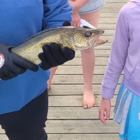 Walleye caught on Fishbrain