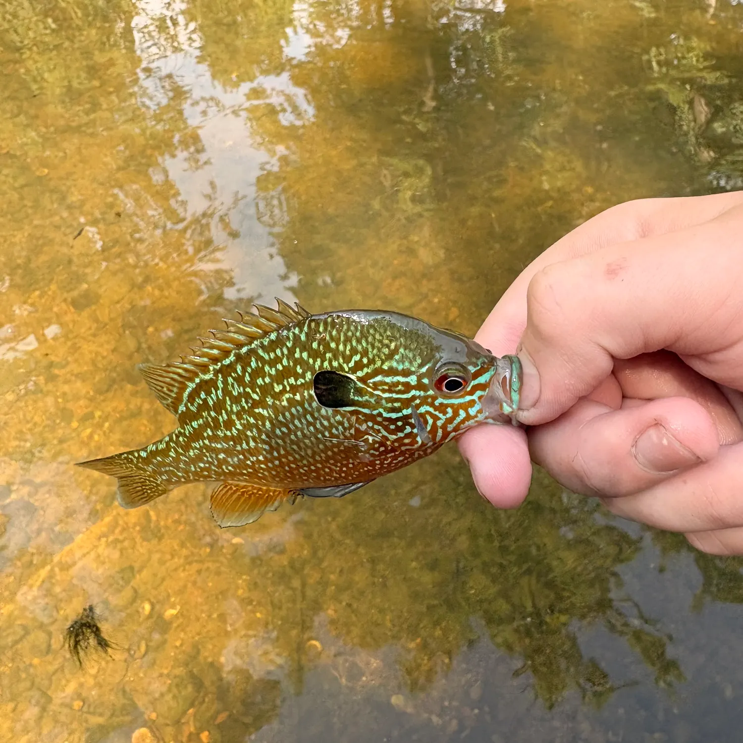 The most recent Pumpkingill hybrid catches on Fishbrain