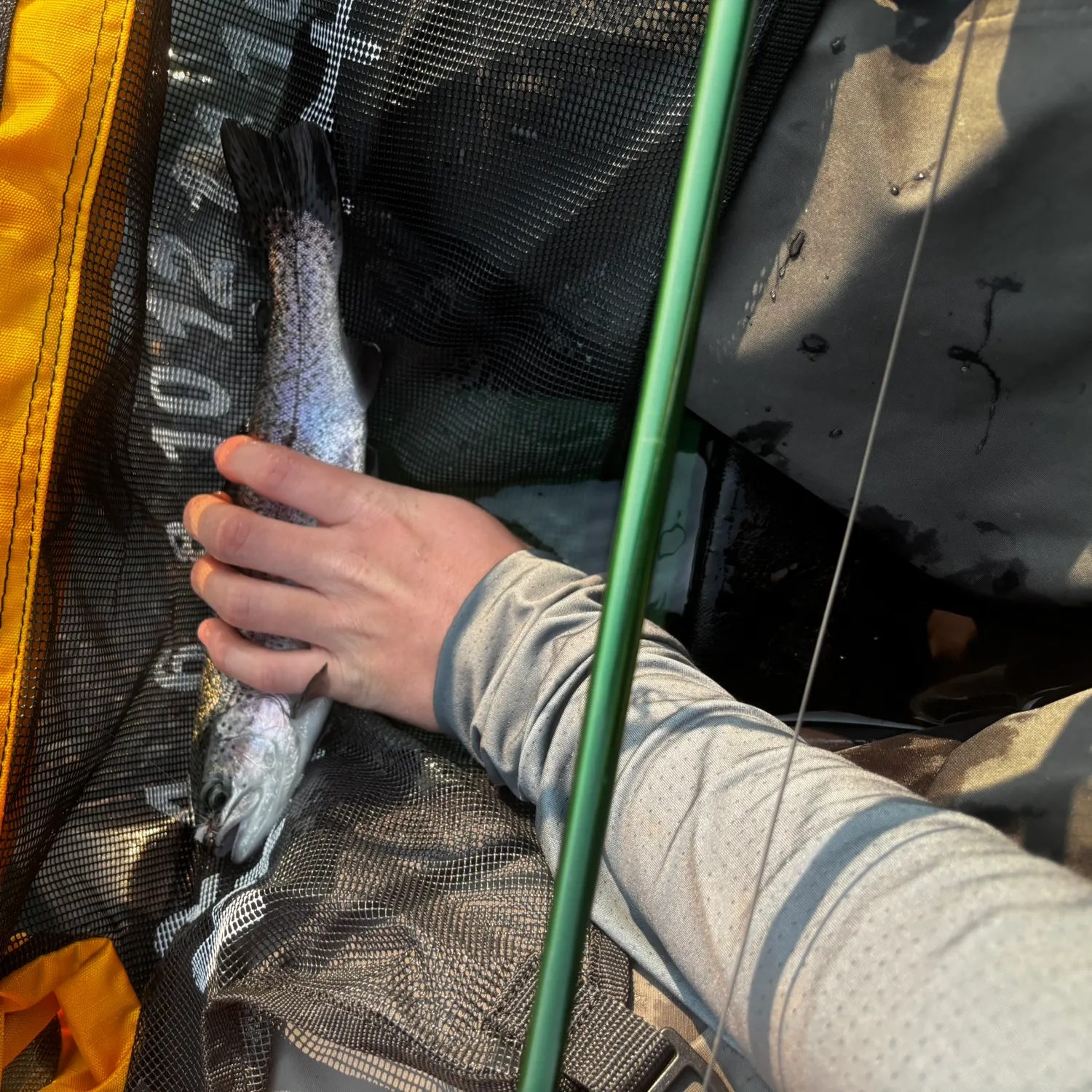 Rainbow trout caught on Fishbrain