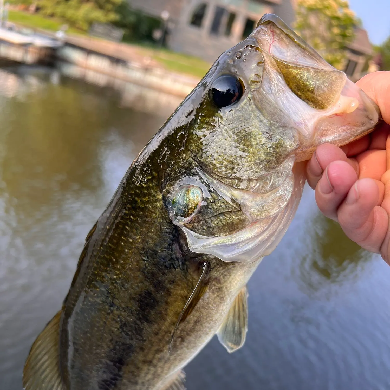 angler catch