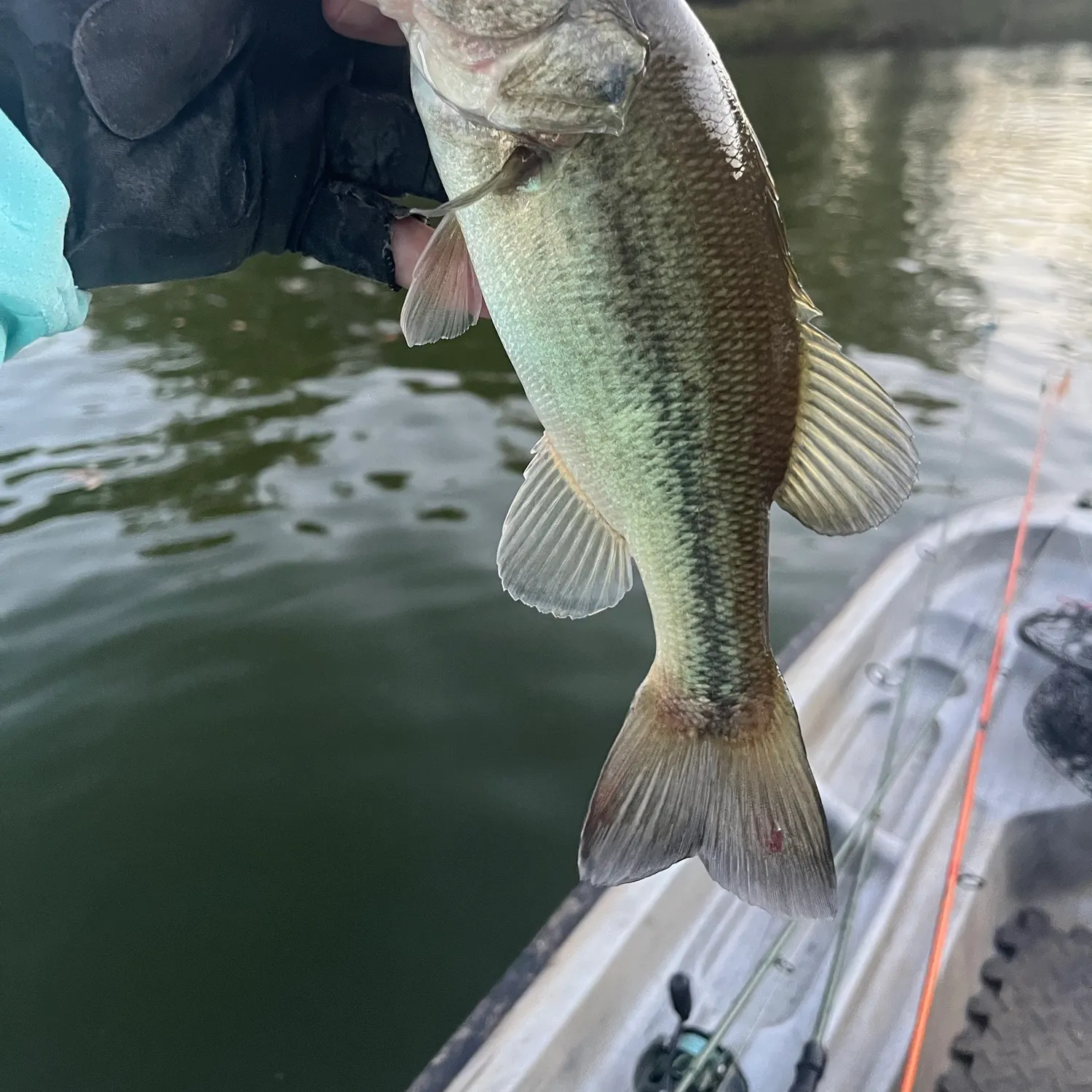 Largemouth bass caught on Fishbrain