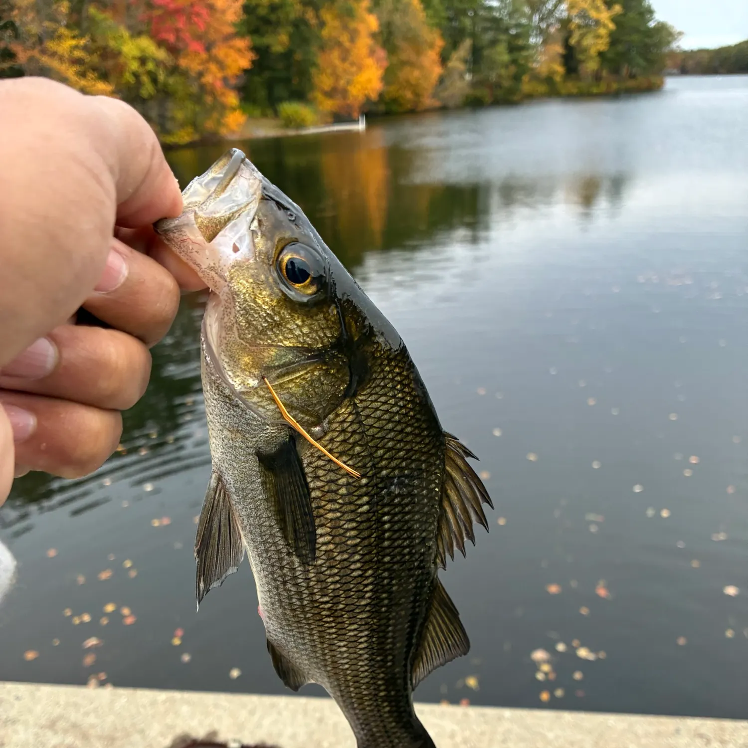 White perch caught on Fishbrain