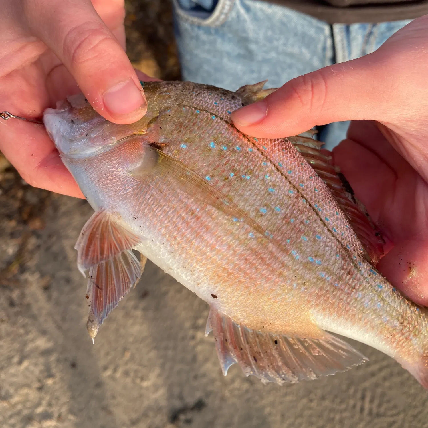 Australasian snapper caught on Fishbrain
