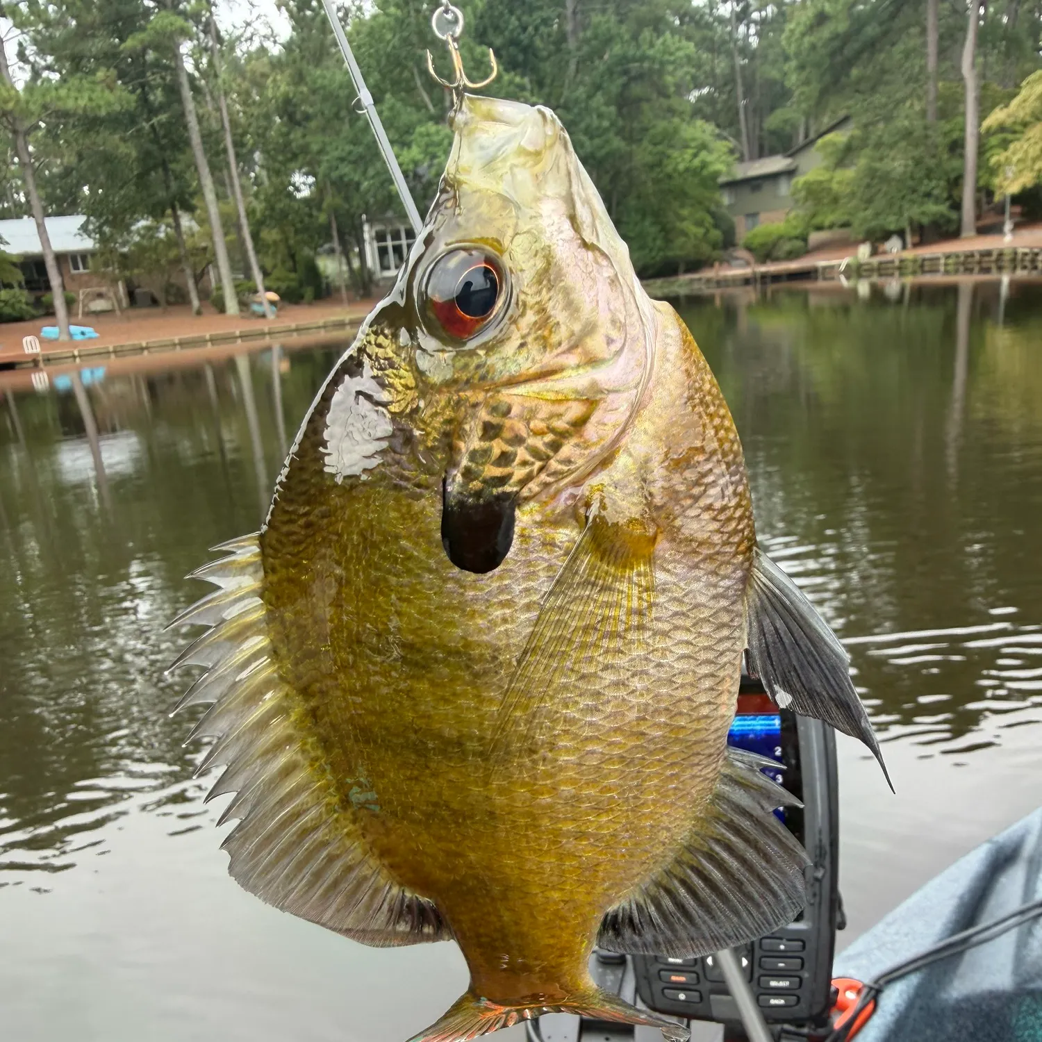 Bluegill caught on Fishbrain