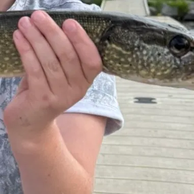 Northern pike caught on Fishbrain