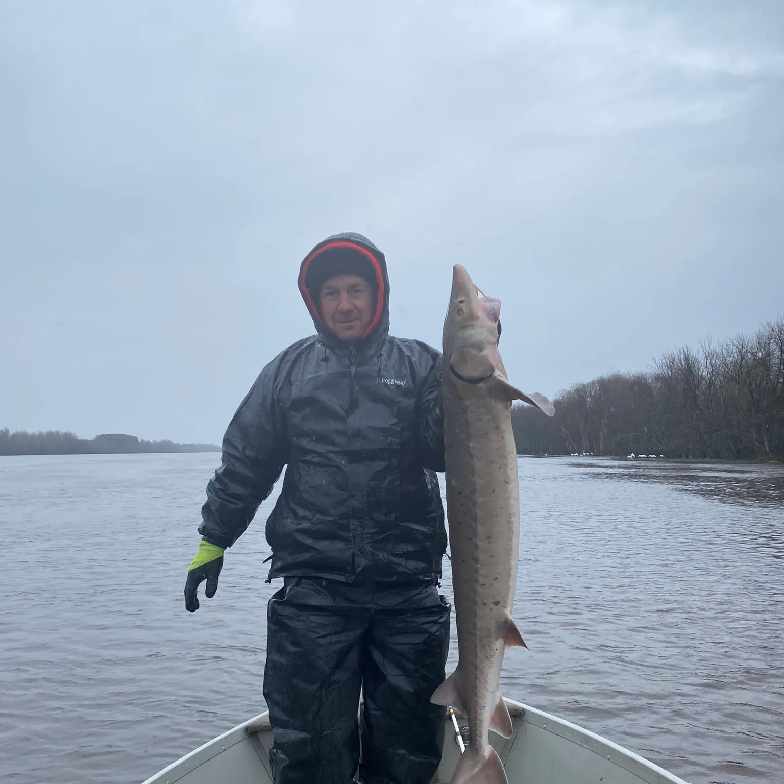 The most recent Lake sturgeon catches on Fishbrain