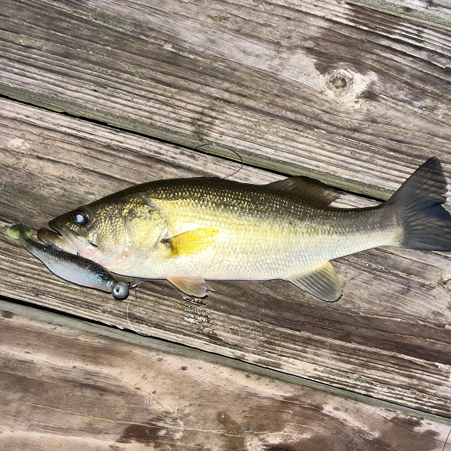 Largemouth bass caught on Fishbrain