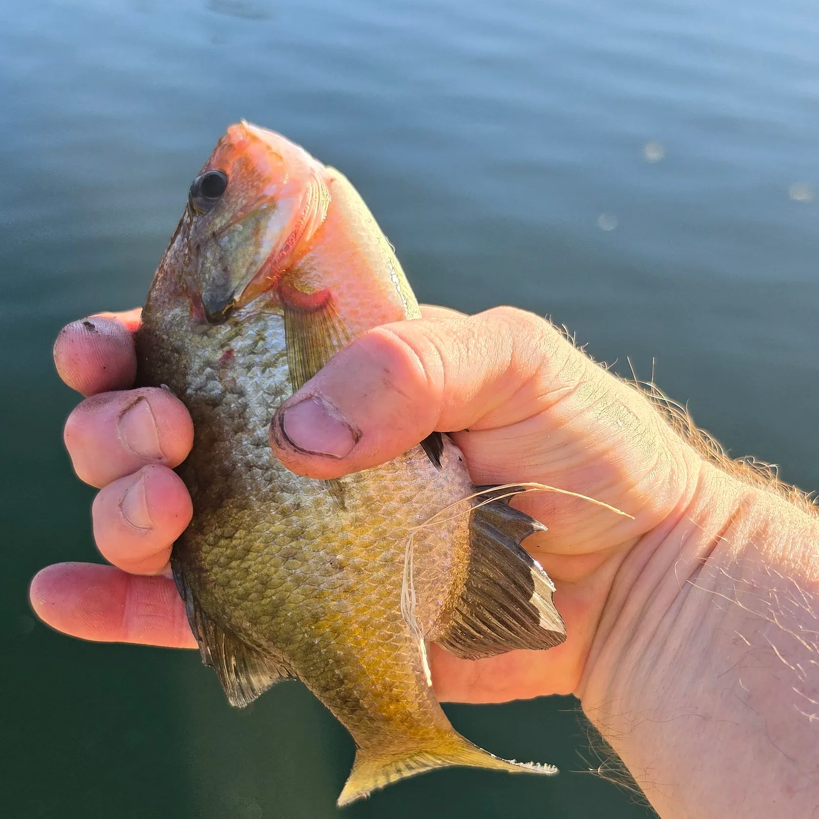 Bluegill caught on Fishbrain