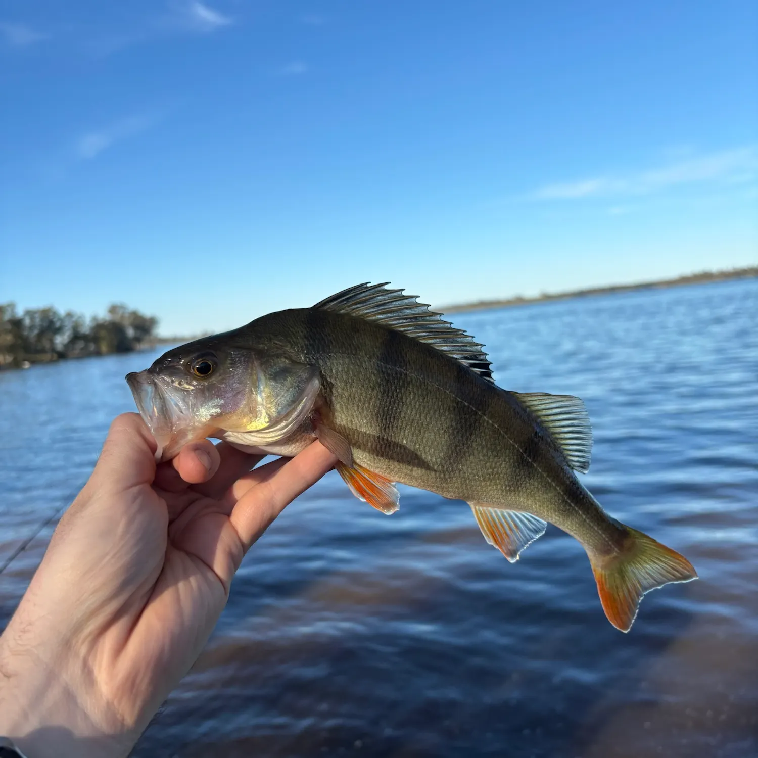 European perch caught on Fishbrain