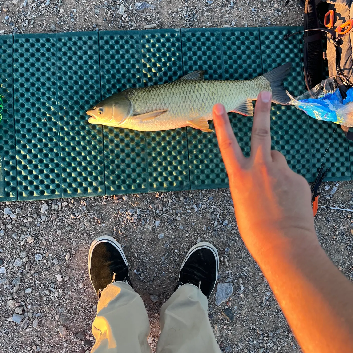 recently logged catches