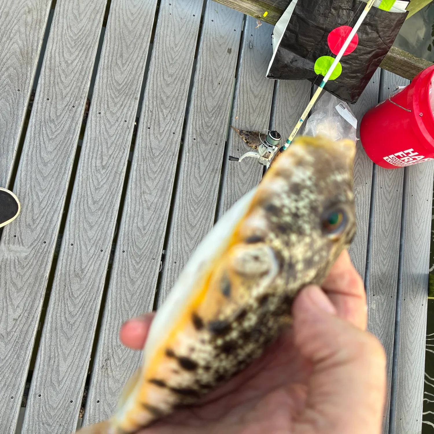 Northern puffer caught on Fishbrain
