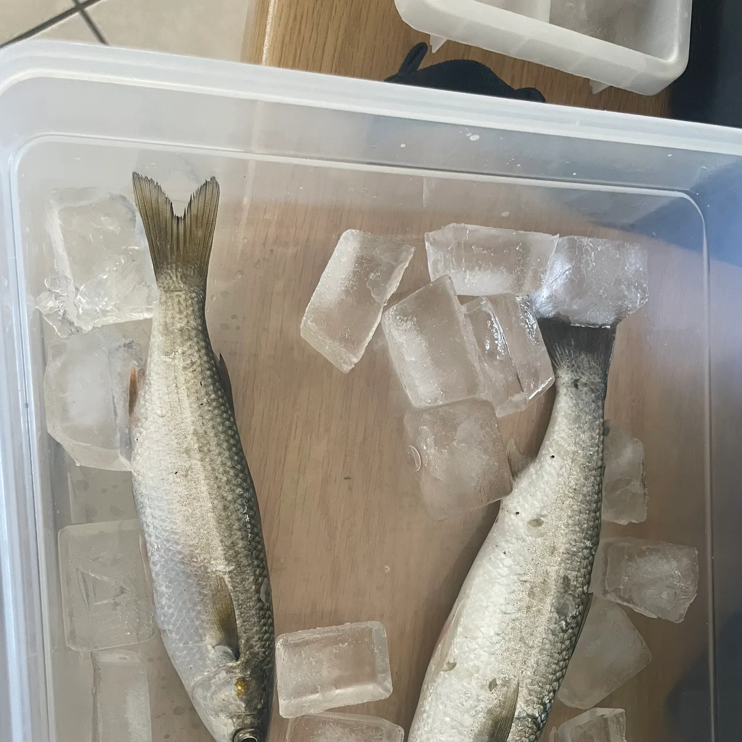 The most recent South African striped mullet catches on Fishbrain