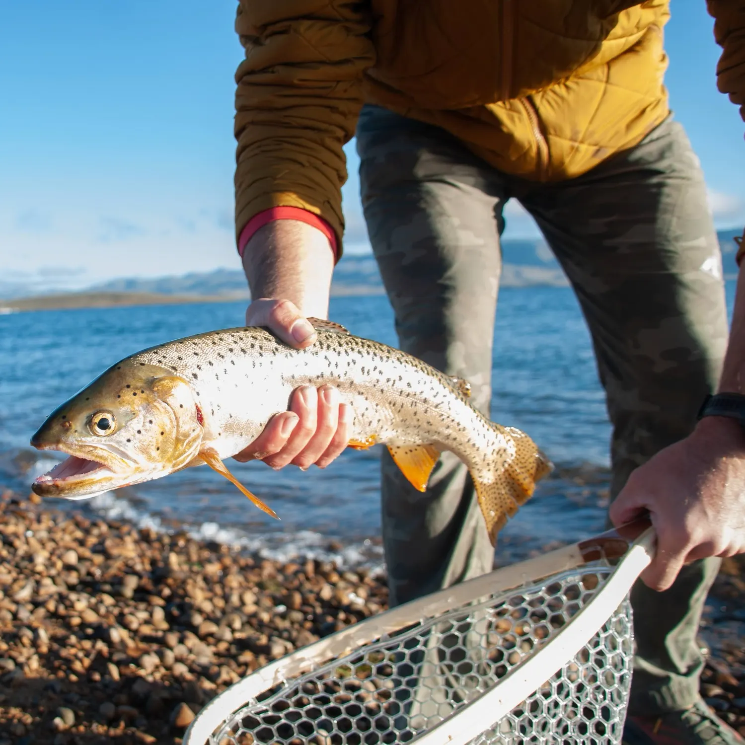 The most recent Bear River cutthroat trout catches on Fishbrain
