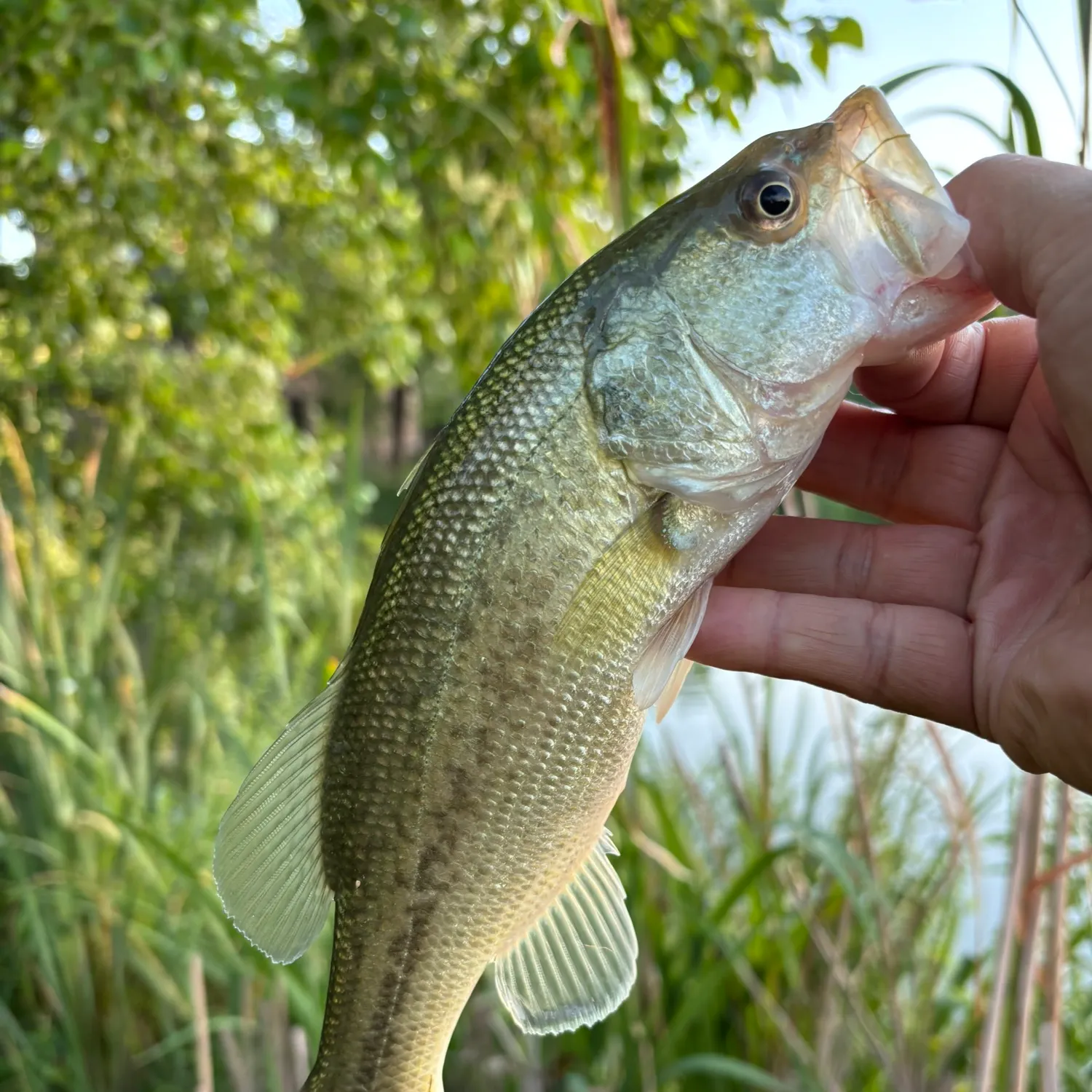 Yellow perch caught on Fishbrain
