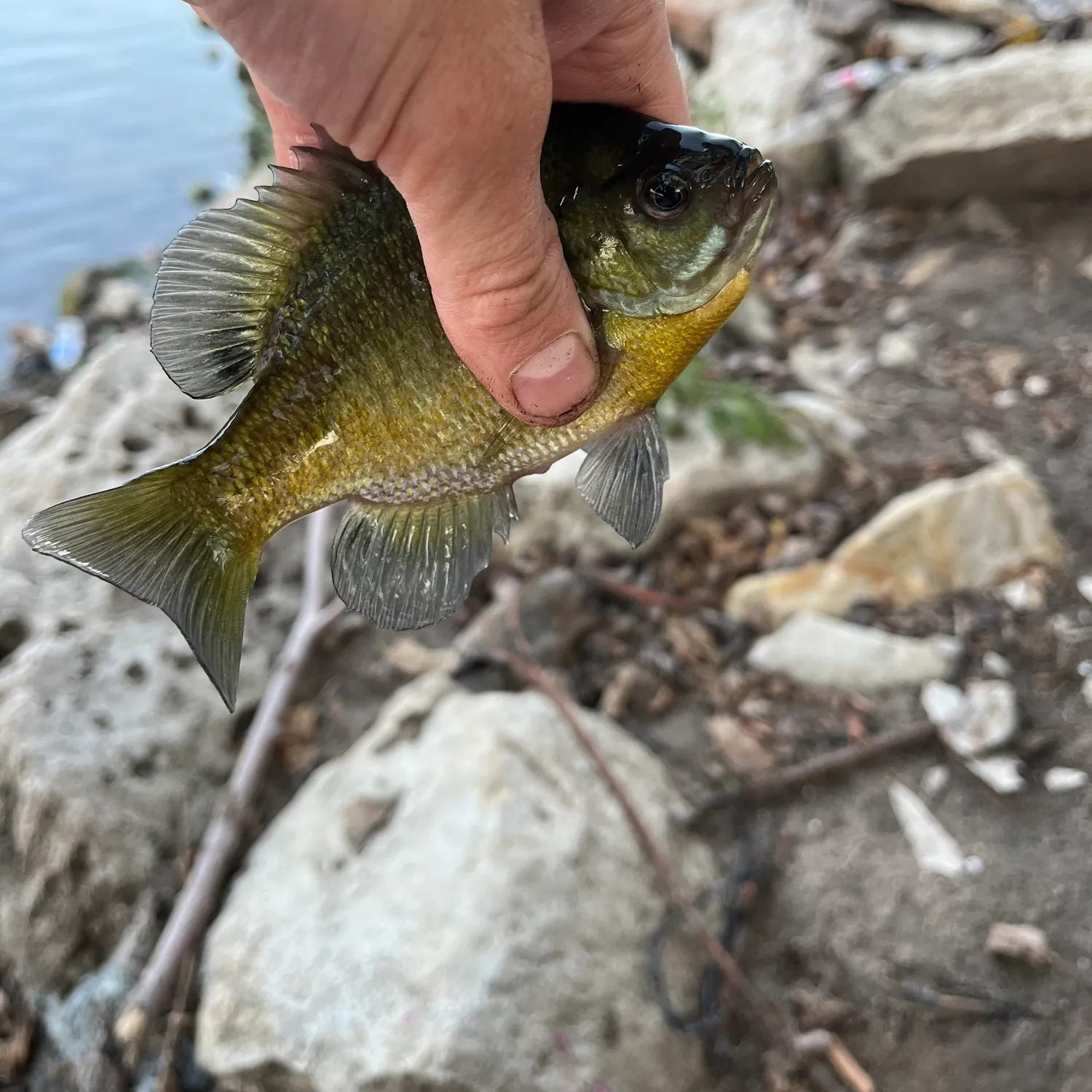Bluegill caught on Fishbrain