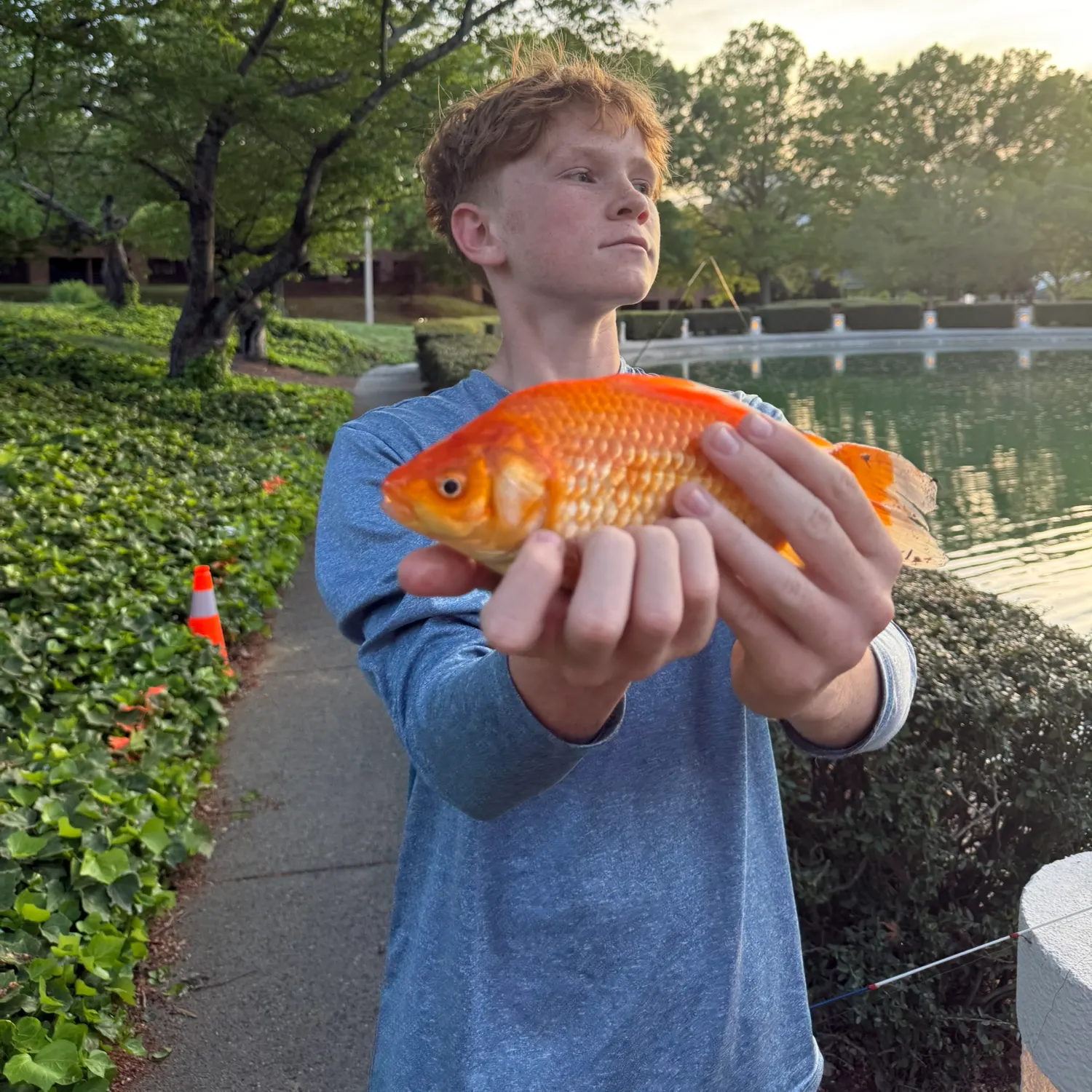The most recent Goldfish catches on Fishbrain