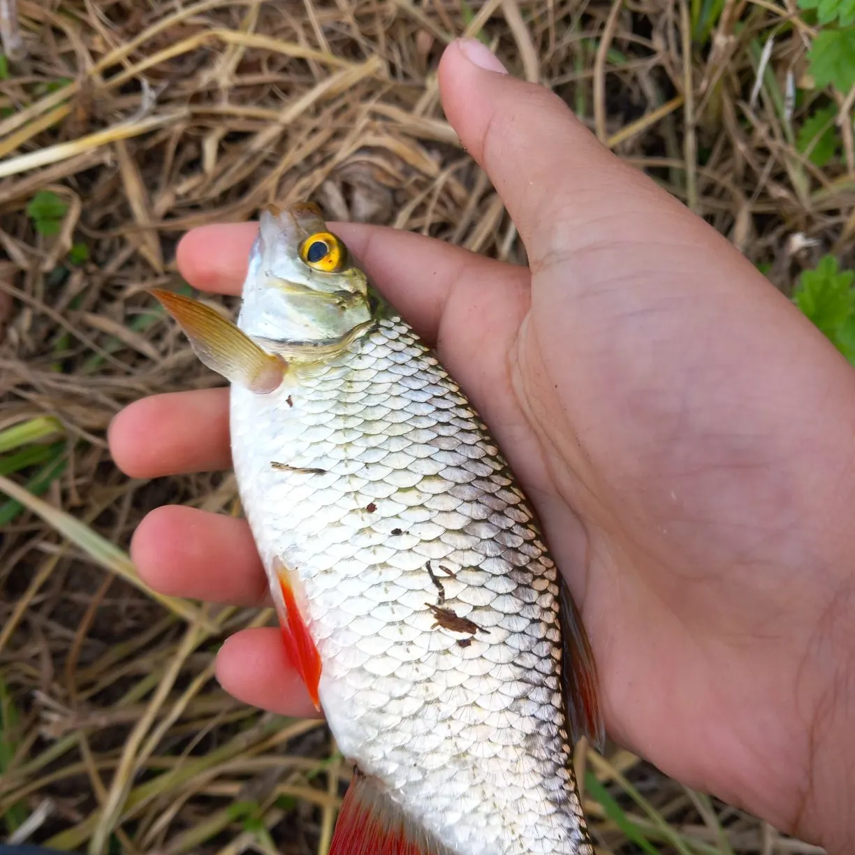 Common rudd caught on Fishbrain