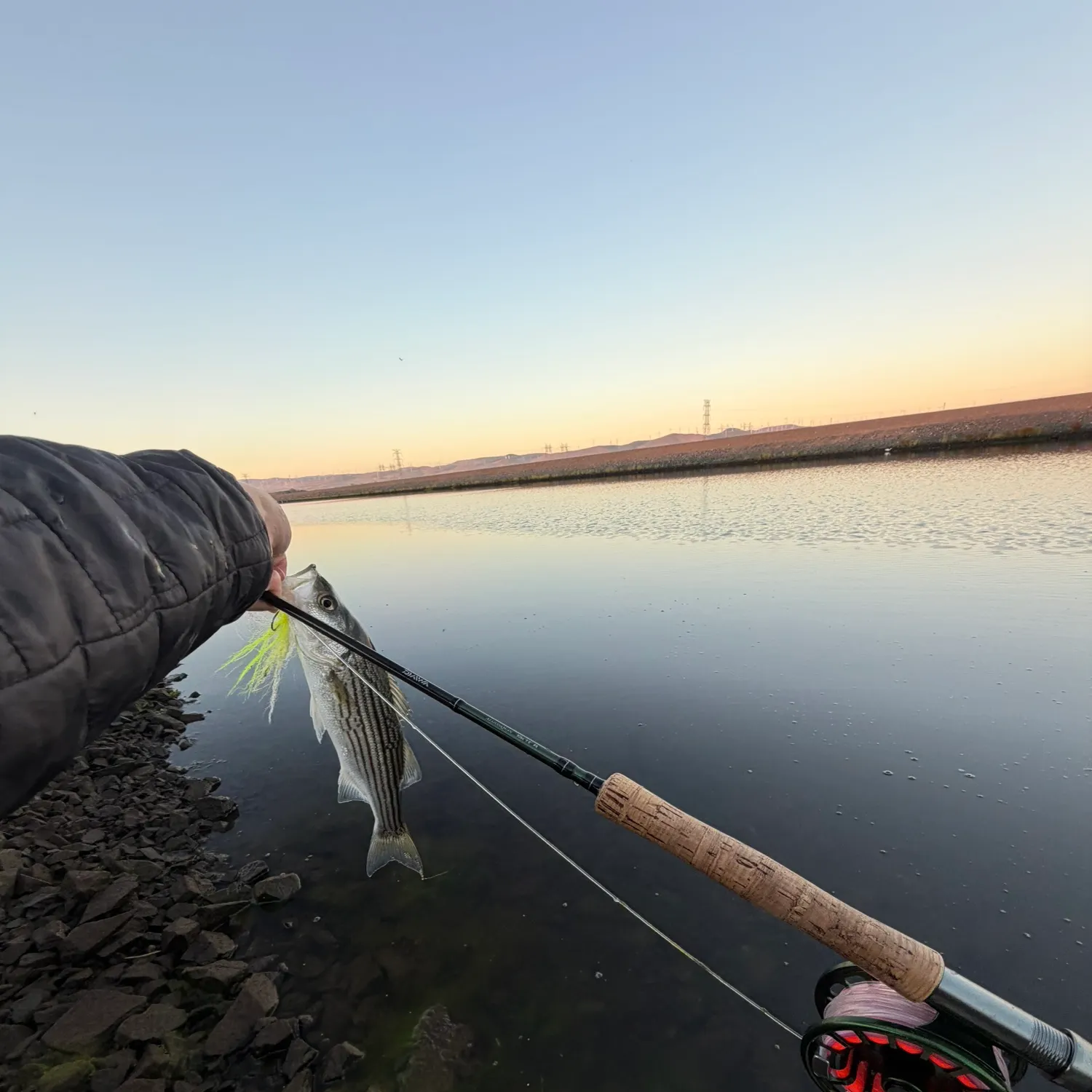 Striped bass caught on Fishbrain
