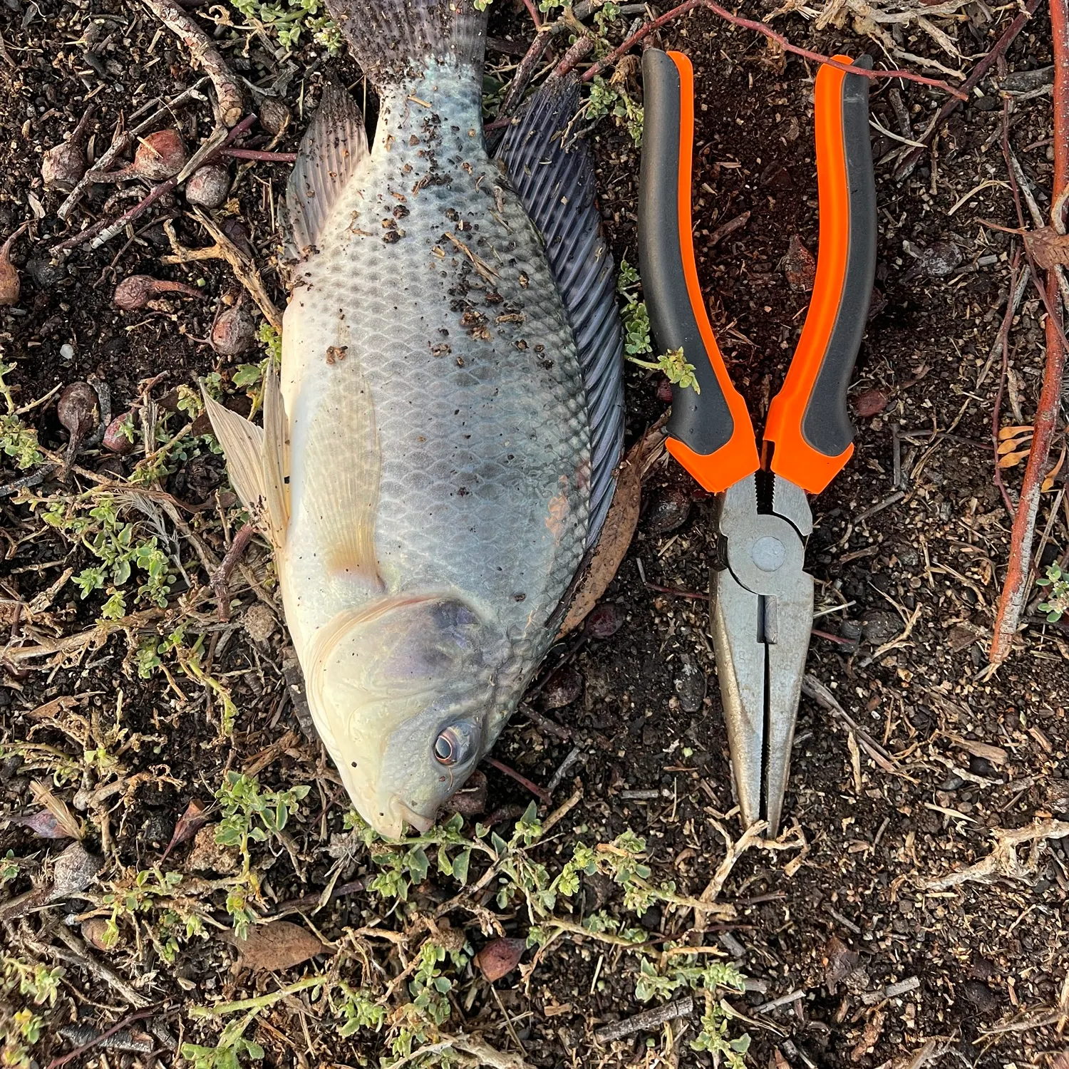 The most recent Blue tilapia catches on Fishbrain