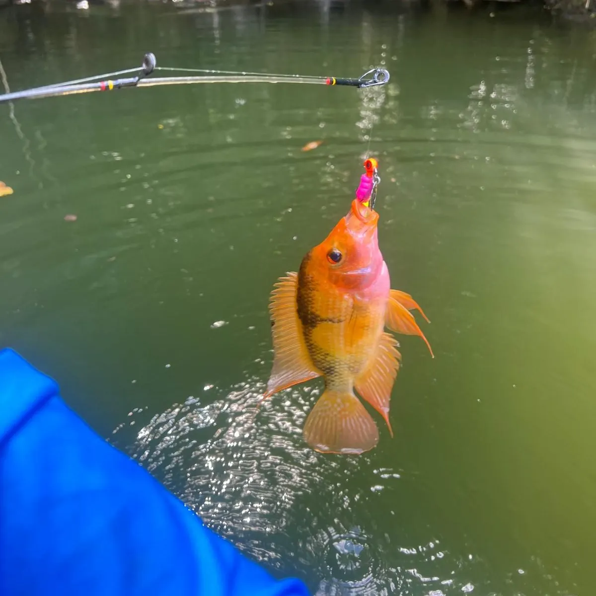most liked catch image