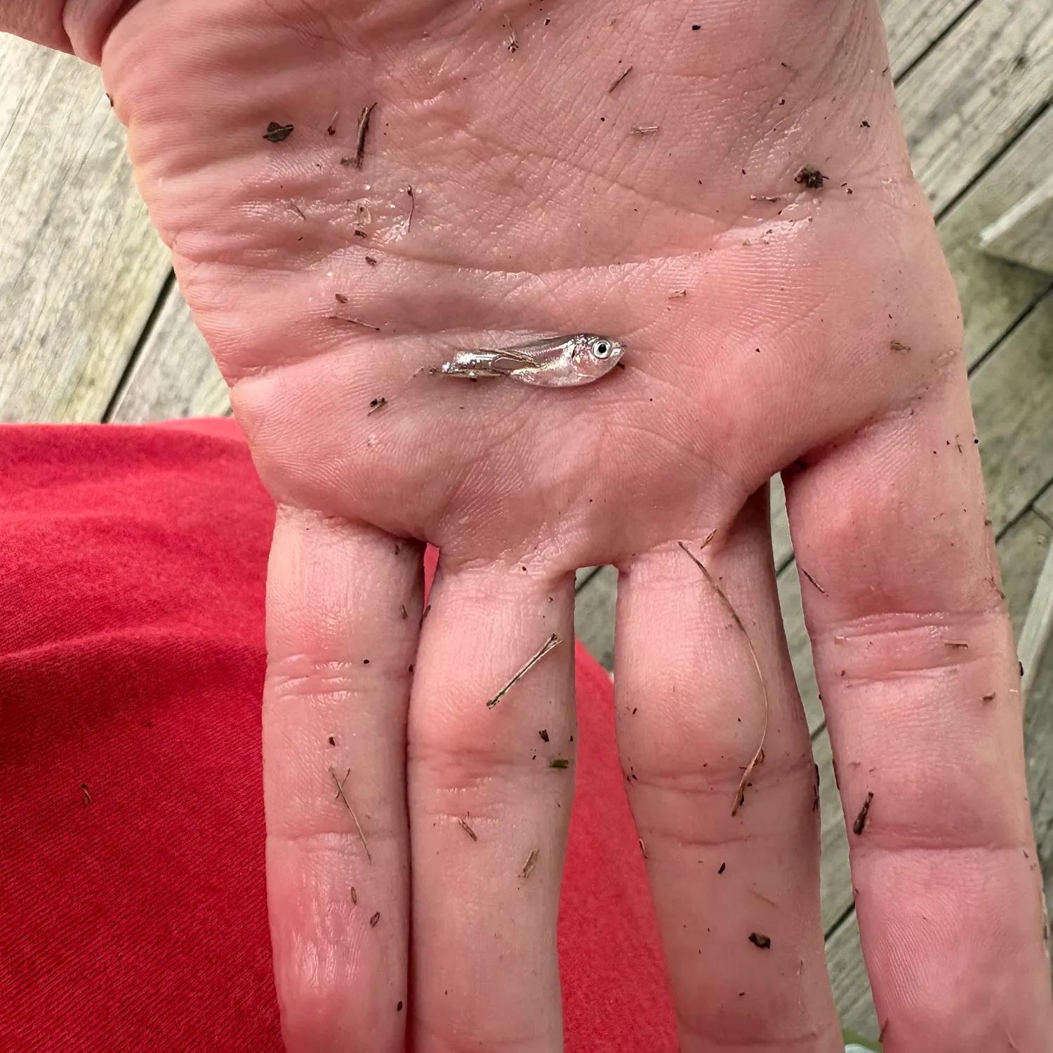 The most recent Bigeye scad catches on Fishbrain