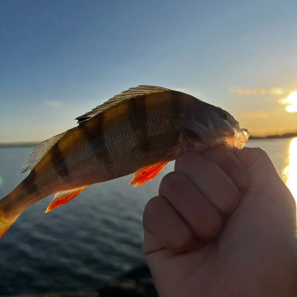 European perch caught on Fishbrain