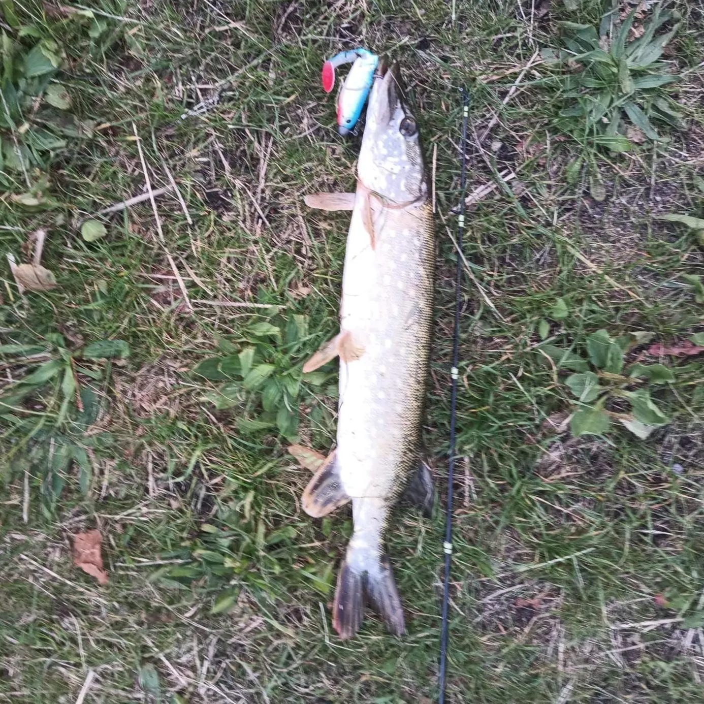 Northern pike caught on Fishbrain