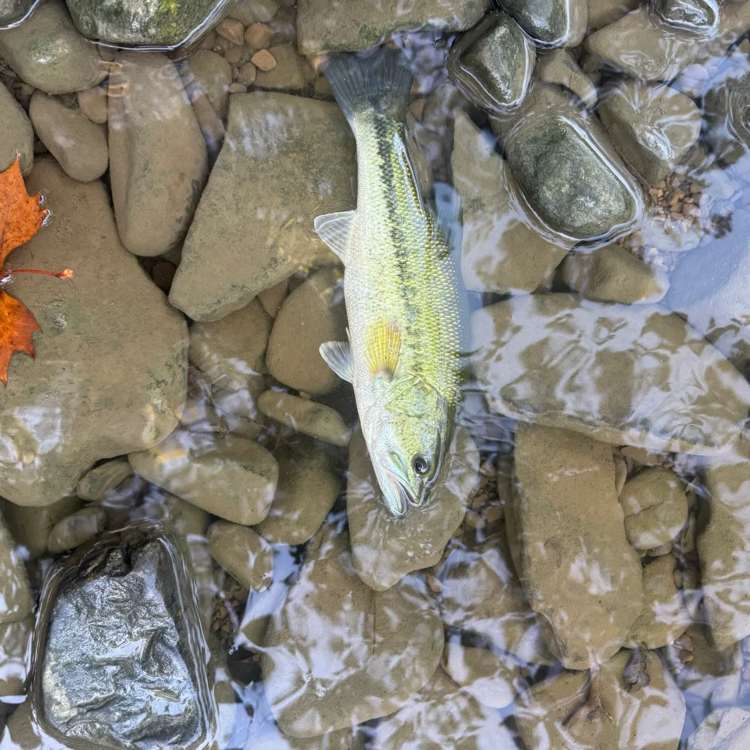 Spotted bass caught on Fishbrain