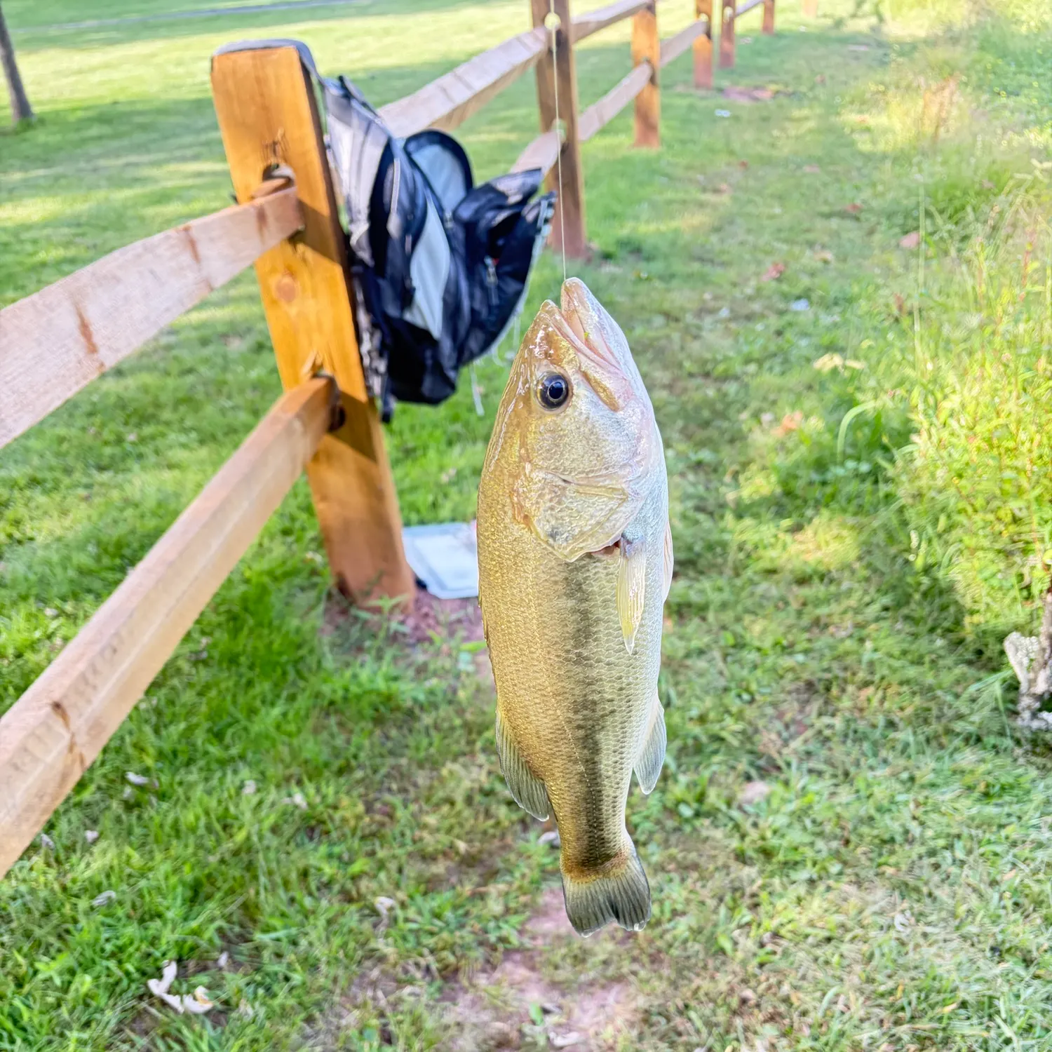 Smallmouth bass caught on Fishbrain
