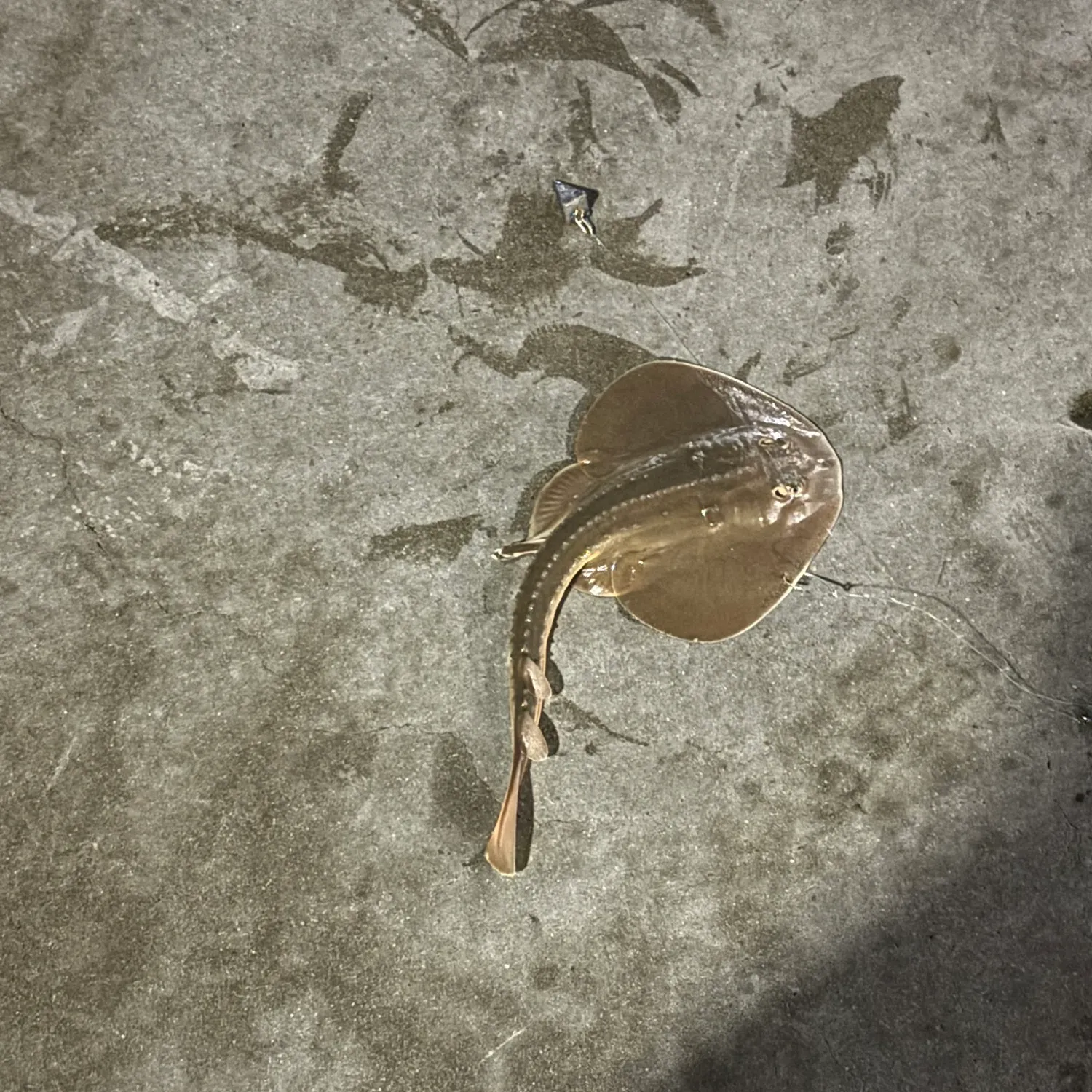 The most recent Thornback guitarfish catches on Fishbrain