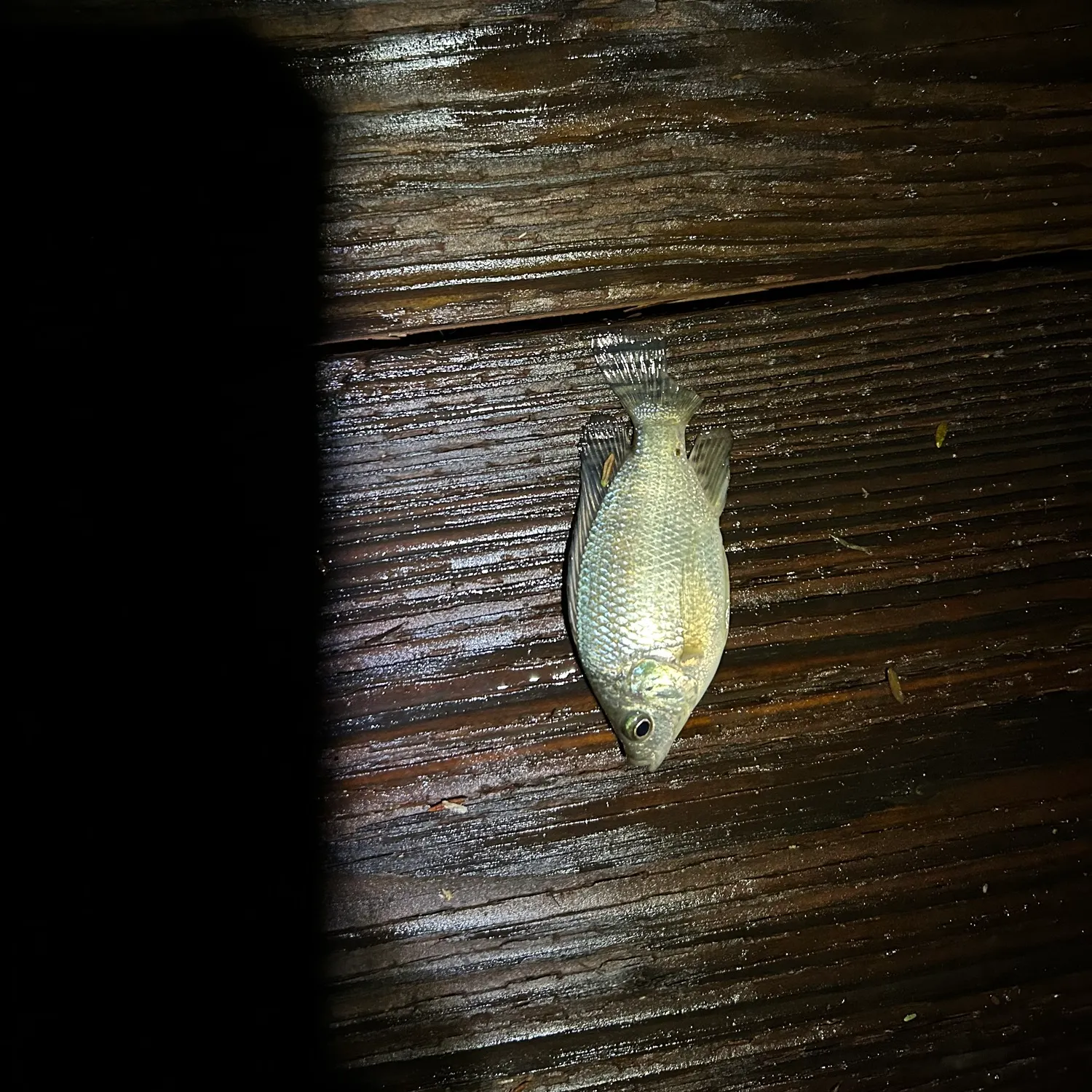 The most recent Nile tilapia catches on Fishbrain