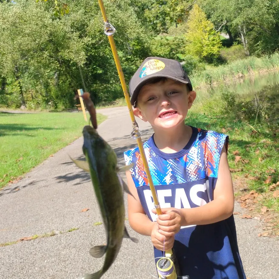 Black crappie caught on Fishbrain