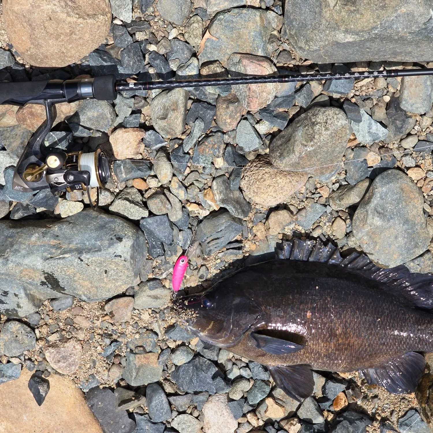 The most recent Sooty grunter catches on Fishbrain