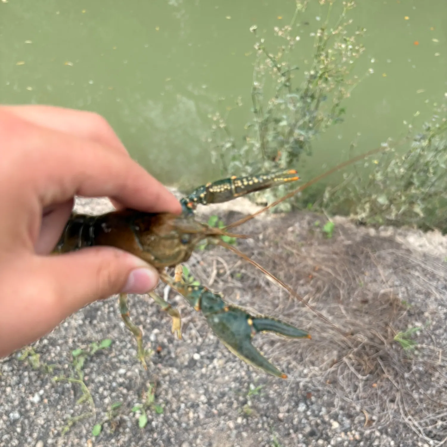 Virile crayfish caught on Fishbrain