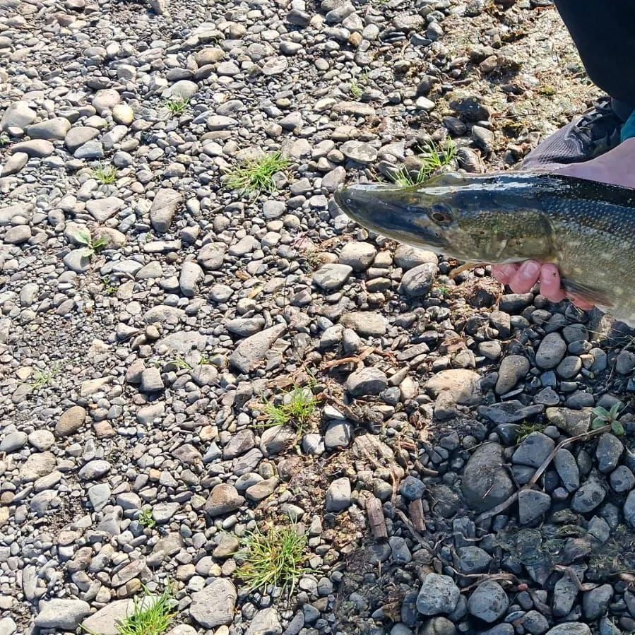 Northern pike caught on Fishbrain