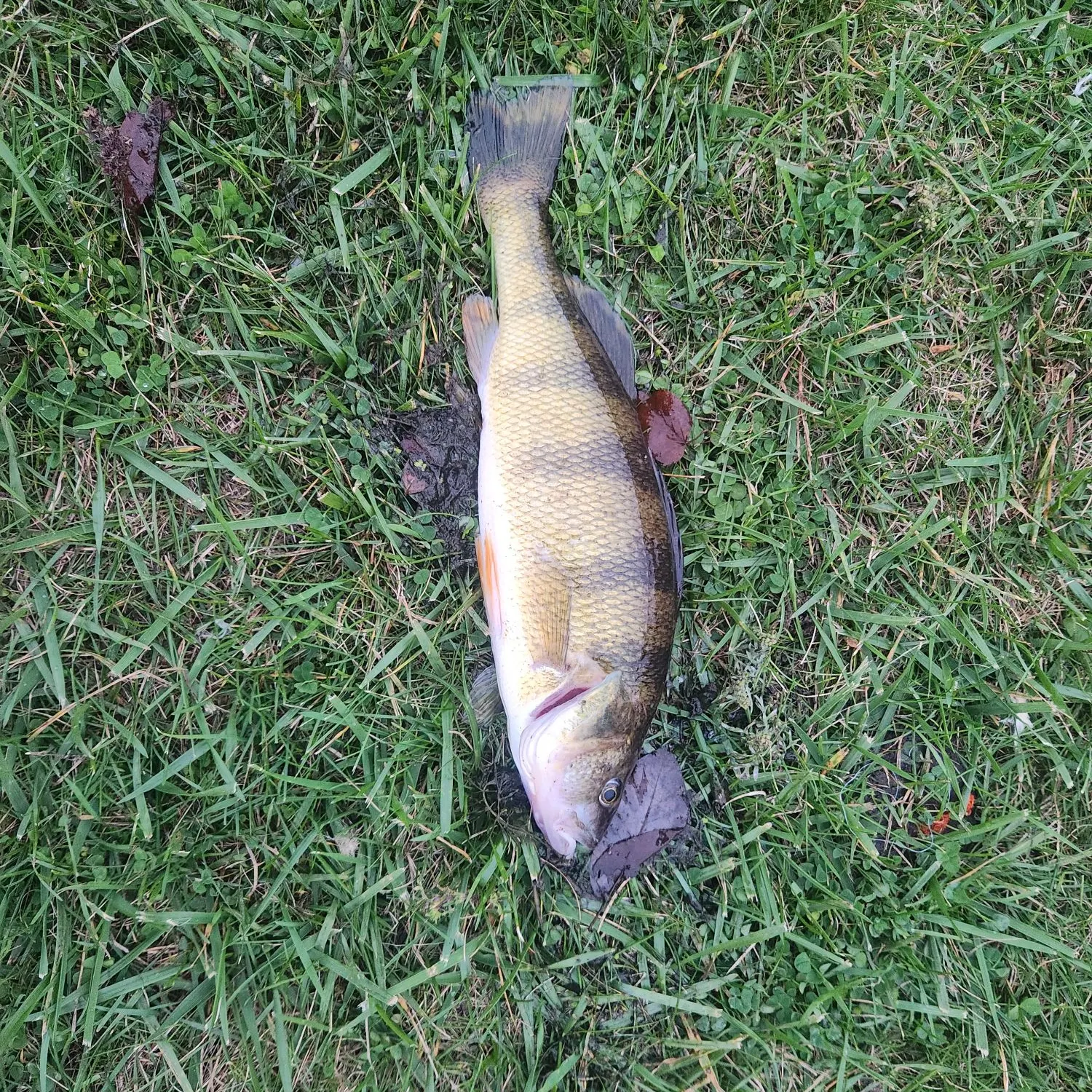 Yellow perch caught on Fishbrain