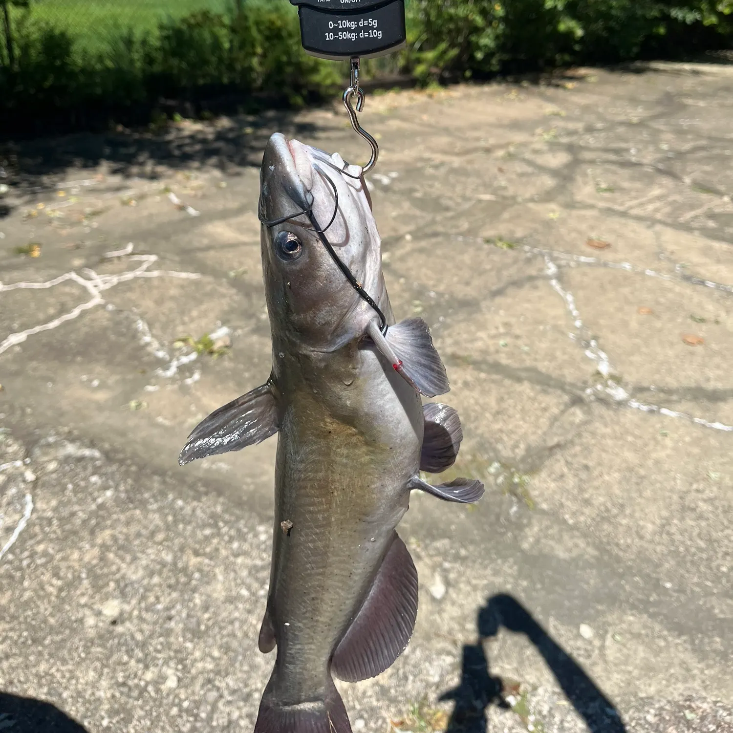 Channel catfish caught on Fishbrain
