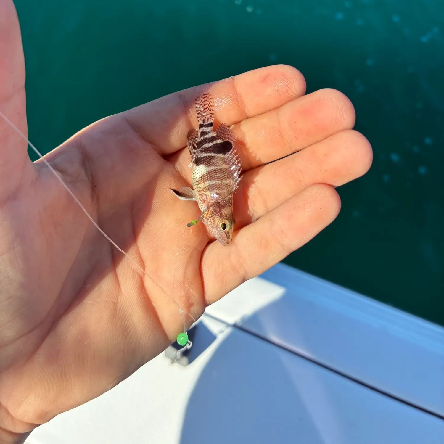 The most recent Belted sandfish catches on Fishbrain