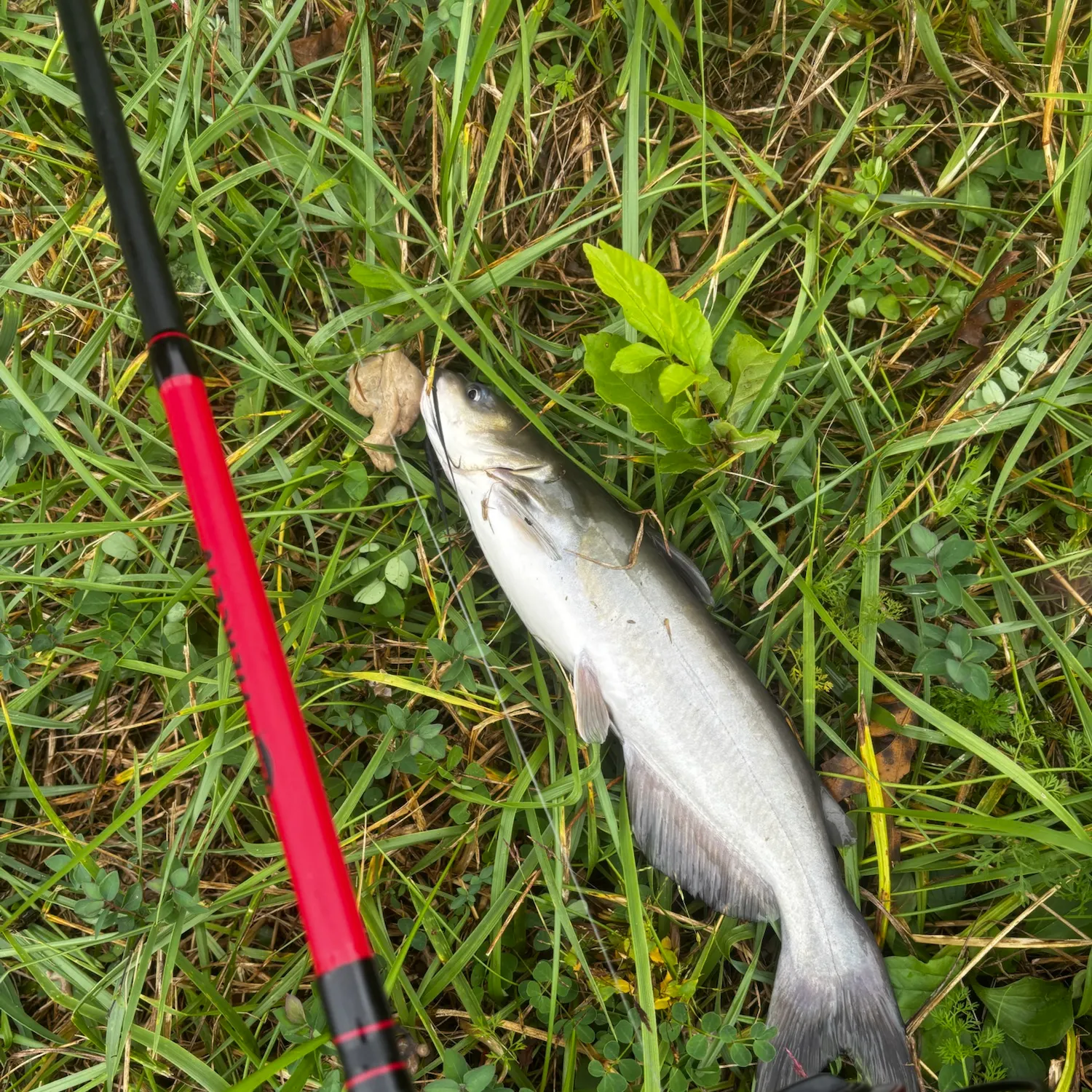 Channel catfish caught on Fishbrain