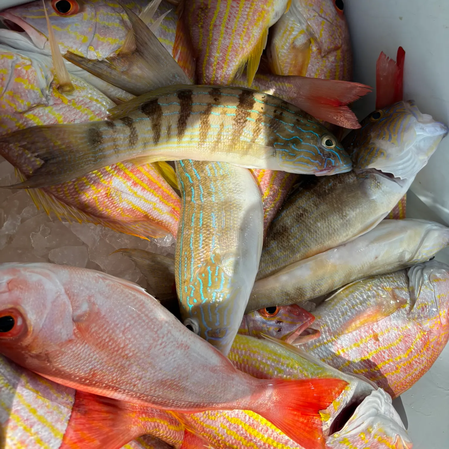 The most recent Red grouper catches on Fishbrain