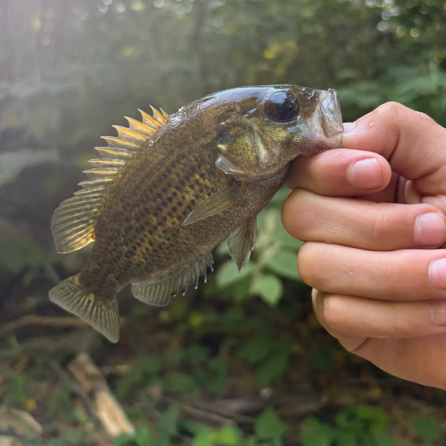 Rock bass caught on Fishbrain
