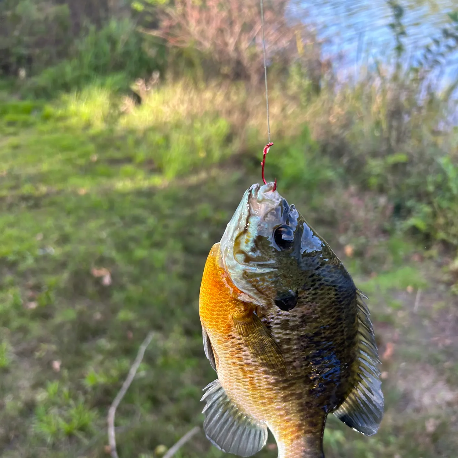 Bluegill caught on Fishbrain