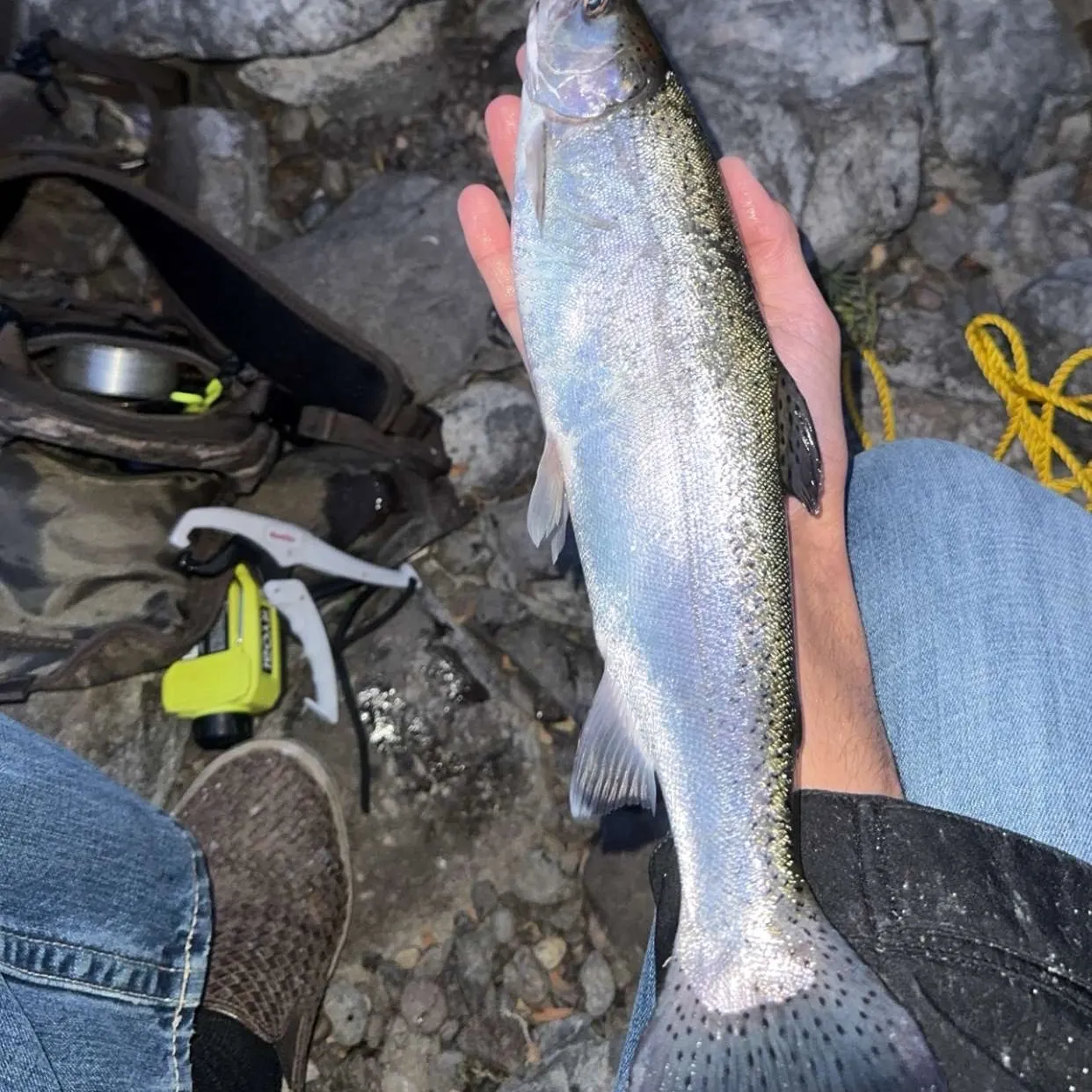 Rainbow trout caught on Fishbrain