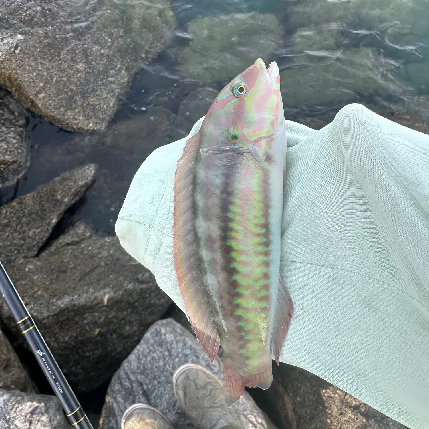 The most popular recent Slippery dick wrasse catch on Fishbrain