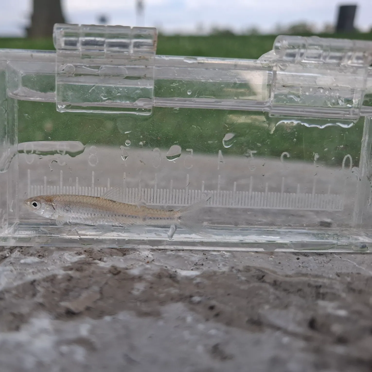Fish caught on Fishbrain